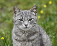 фото: Серый кот (опубликовано 15.03.2012)