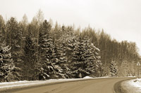 фото: Снежные елки возле дороги (опубликовано 23.01.2008)