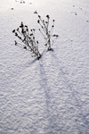 фото: Травинки на снегу (опубликовано 06.02.2008)