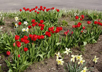 фото: Тюльпаны и нарциссы (опубликовано 11.05.2007)