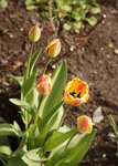фото: Желто-красные тюльпаны (опубликовано 02.05.2008)