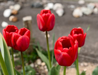 фото: Тюльпаны (опубликовано 09.05.2007)