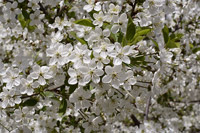 фото: Вишня цветет (опубликовано 17.05.2007)