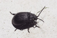 фото: Большой черный жук (опубликовано 06.09.2007)