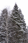 фото: Снежная елка (опубликовано 17.11.2007)