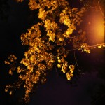 фото: Листья под фонарем (опубликовано 11.10.2017)