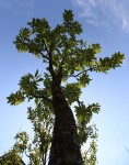 фото: Вишневое дерево, вид снизу (опубликовано 27.06.2020)